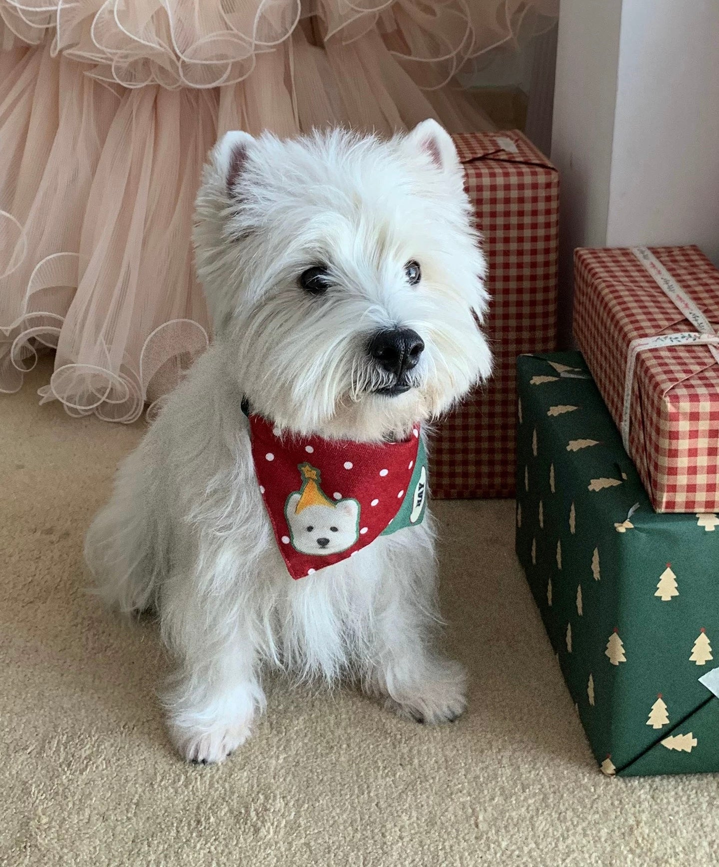 Custom Dog Bandana